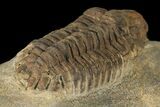 Bargain, Ordovician Actinopeltis Trilobite - Draa Valley, Morocco #100390-4